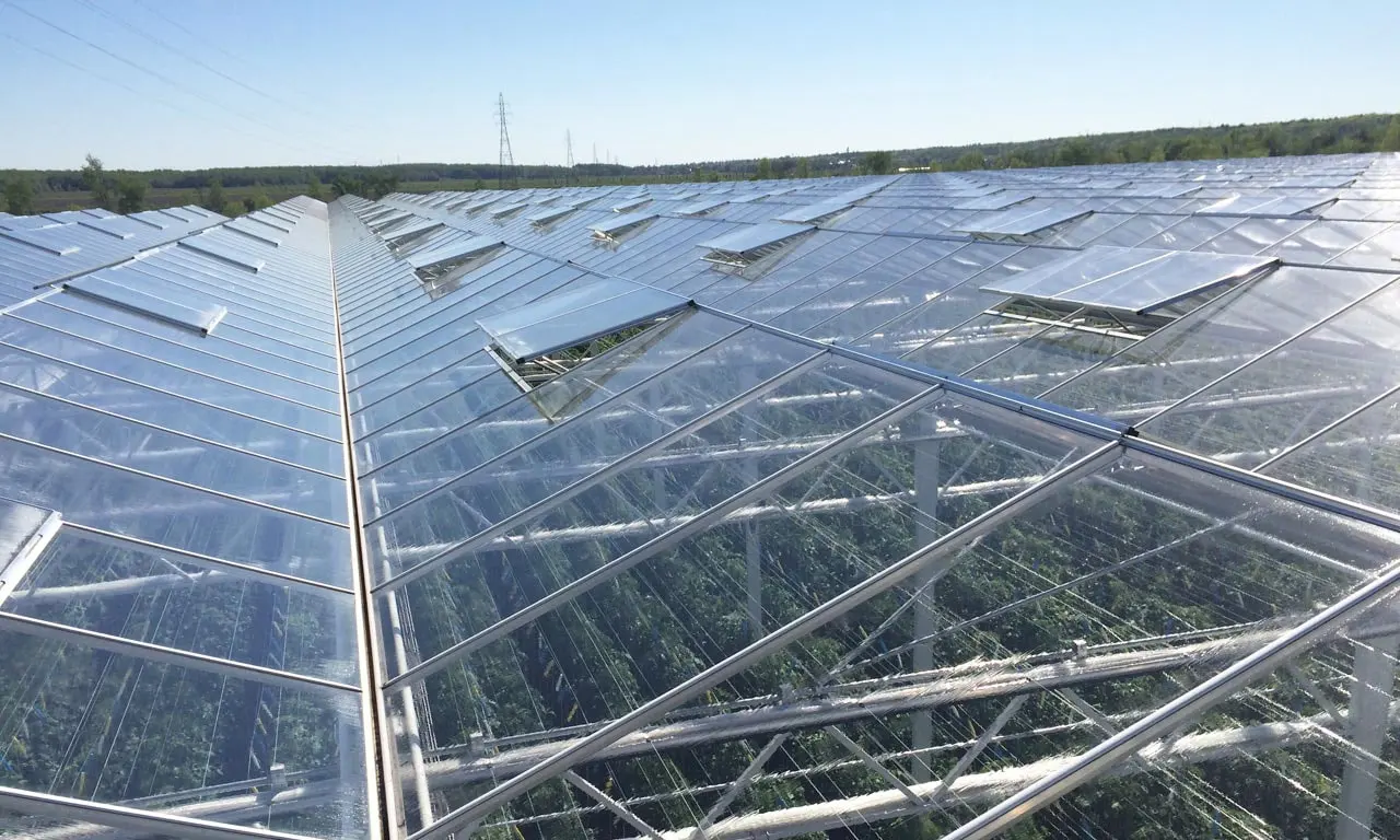 Roof vents standing open in alternating rows along the ridges of a Venlo greenhouse