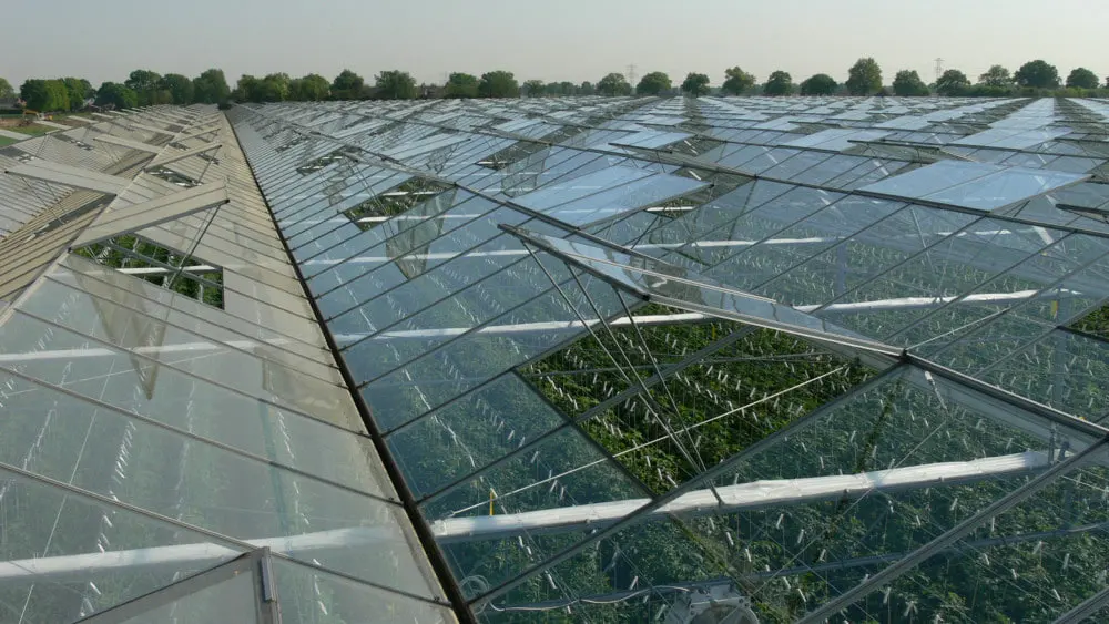 The same ridge ventilation seen over a mature crop growing under the glass