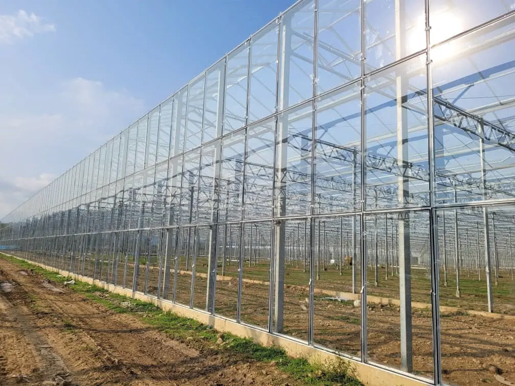 Venlo greenhouse steel frame and roof glazing photographed into the sun during construction