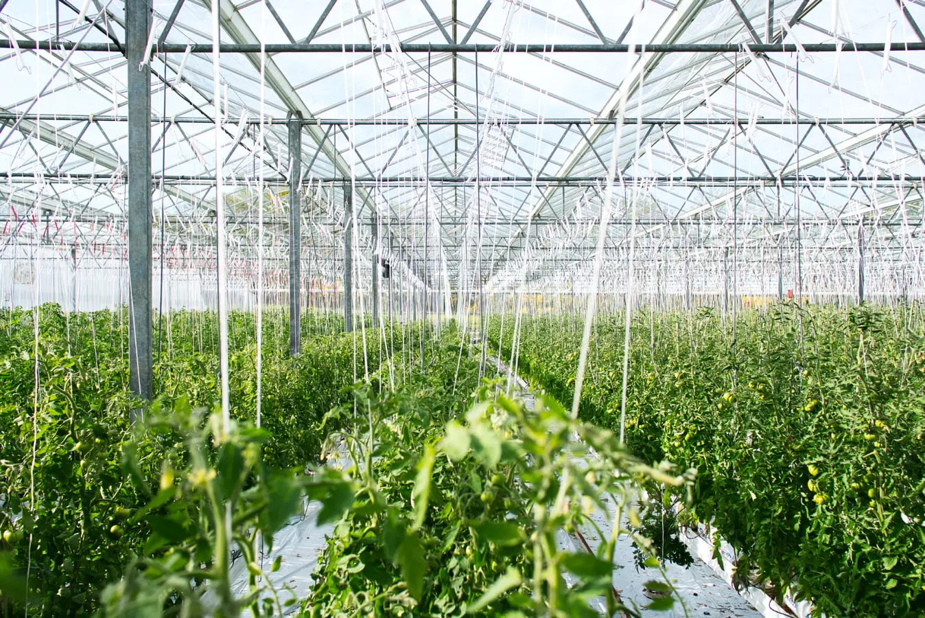 Tomato crop growing in rows under the finished glass roof